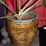 Bamboo Plant And Pot