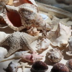 Large Lot Of Assorted Decorative Sea Shells Great For Arts And Crafts Or Display