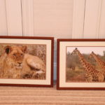 Framed Animal Photos