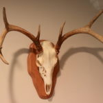 Mounted Deer Skull With Antlers Apx 20" W X 16" Tall