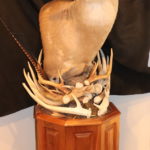 Large Buck / Stag Deer Mount On Custom Cherry Wood Stand With Antler Detail
