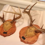 Set Of 2 Custom Mounted Deer Antlers 15" W X 16" Tall