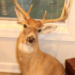 Large Deer Mount 20" W X 40" Tall