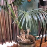 Palm Plant In Metal Pot