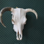 Cow Skull Has One Loose Horn