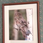 Signed Owl Photograph 84' By Thomas D Maugelie