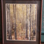 Birch Trees Forest Landscape Photograph In Frame