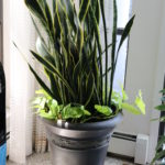 Large Snake Plant In Large Pot Stands 70 " Tall