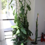 Large Pitcher House Plant 86" Tall With Cactus 50" Tall