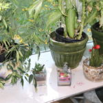 Lot Of Assorted House Plants