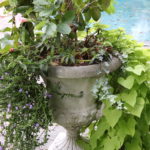 Cement Planter Urn With Handles & Mix Of Perennial And Annual Flowers