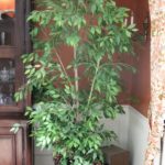 Large Faux Ficus Tree In Brass Pail With Handles