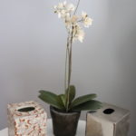 Gorgeous Amita Porcelain Accessories & Faux Double Stem Phalaenopsis Orchid Plant
