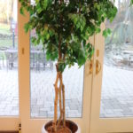 Very Large Faux Ficus Tree In Modern Style Ceramic Pot